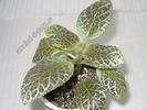 Episcia Tiger Stripe 2