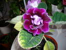 Gloxinia mov dublu