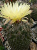 coryphantha_werdermannii (1)