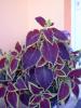 coleus
