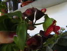 aeschinanthus 30.07