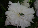 DSCI0716