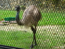 Nandu