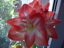 Hippeastrum Minerva