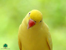 Wallpapers - Parrots - 26