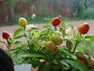 Brazilian Rainbow Pepper (2009, June 08)