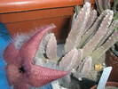 Stapelia flavirostris - 09.07