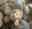 Mammillaria prolifera ssp. texana-flori1