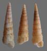 Shell111