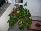 anthurium (floarea flamingo)