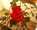 trandafir japonez rosu batut