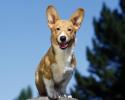 Poze cu Animale_ Animale pentru Desktop_ Wallpaper Catel_ Caine Simpatic