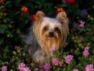 Caine Dragalas Catei Poze Caini Dogs Wallpapers