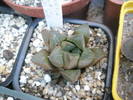 Haworthia magnifica