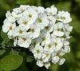 FLOAREA MIRESEI.SPIRAEA VANHOUTTEI.1