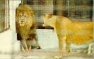 leul si leoaica