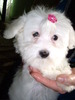 Bichon Maltese