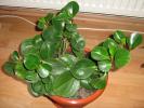 Peperomia