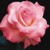 ROSE081