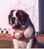 13saint_bernard%20