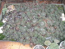 Sempervivum din tava - 17.01