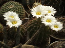 Acanthocalycium spiniflorum