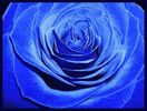 blue_rose_03