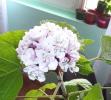 clerodendrum philippinum