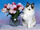 Pisica de Decor Cats Wallpapers Poze Pisici Pisicute Smart