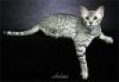 t_egyptianmau01