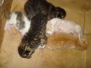 ..MAI MULTI MICUTI !!!!!!