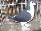 Picture 115