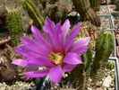 echinocereus_moricallii