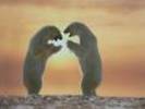 Bears Ursi Wallpapers 7