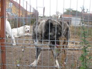 poze 11.10.2009 Jucu 022