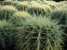 Echinocactus grusonii