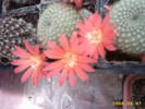 42-Rebutia kariusiana