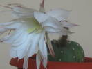 Echinopsis subdenudata - iunie 2009