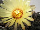 Astrophytum senile - floare