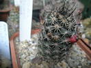 Mammillaria scheldonii