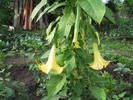 datura