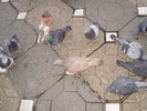 P9040108