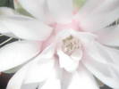 Gymnocalycium mihanovichii - iunie 2009