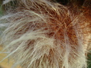 DSC00932