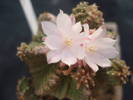 Aztekium ritterii