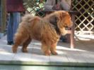 m_800px_IMG_0383___Chow_Chow_2C_side
