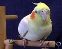 cockatiel1