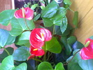 Picture 005
