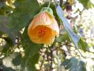 abutilon