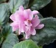 Rose Marie